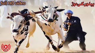 Bull Race Jalsa |12/02/2023| Mansoor Video Swabi