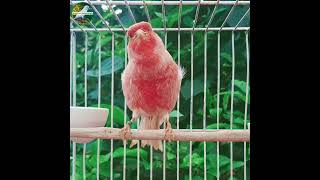 Canário belga Ágata pastel, canta muito!  #canariobelga #canary #aves #Ágata #pastel #cantor