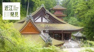 長命寺の紫陽花【近江深発見】