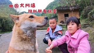 田园犬阿爆是个吃货，但陌生人给的食物它却不吃，是个精明的狗狗