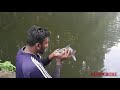 അടിപൊളി തിലോപ്പിയയും കട്ലയും katlafish and tilapiafish hunting part 2