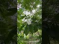 inflorescence of pinwheel flowers