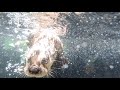 Rescued river otter pups play in the pool