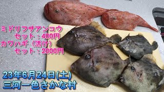 【ポニョ？！】ミドリフサアンコウセット400円！23年6月24日三河一色さかな村