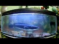 feeding giant snakehead toman with fish and frogs