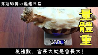 洋蔥師傅の龜龜日常｜陸龜｜來量量體重跟大小11/03