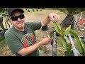 get these five varieties of dragon fruit first advice for new growers paul recommends