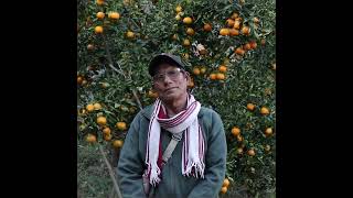 हेर्दै रहरलाग्दो सुन्तला खेती # Orange Farmingin Nepal - manoj Sharma oli #orangecounty #orange