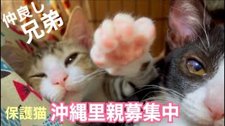 [沖縄里親募集中][保護猫]仲良し兄弟、可愛すぎるミロとゲン。ずっとの家族、ずっとのお家待っています♪