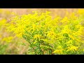 peaceful music relaxing music instrumental music