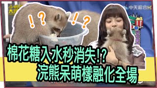 【超有梗】棉花糖入水秒消失！？浣熊呆萌樣融化全場