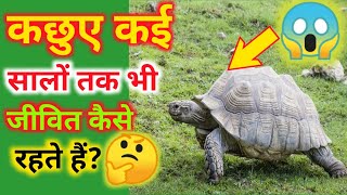 आखिर कछुए कई सालों तक भी जीवित कैसे रहते हैं?🤔 By #Aman Amazing Fact 🎯 |कछुआ| #youtubevideo