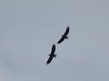 Bald Eagles Locking Talons