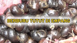 Berburu tutut di empang