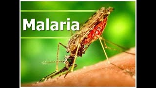 Malaria Unveiled: Signs, Prevention and Treatment