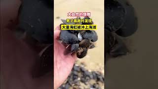 大自然的馈赠！男子晨跑时发现大量海虹被冲上海滩，又可以大吃一顿了