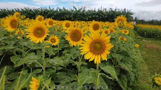 The Sunflower big Garden | Tamilnadu Western gateway | Tenkasi | Slow motion Nature Video #Tamilnadu