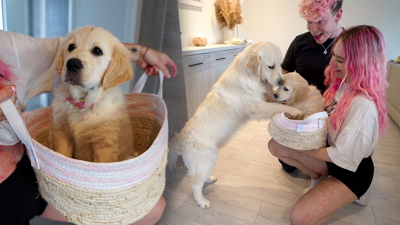 Surprising Our Golden Retriever With A Puppy!! *Super Emotional* - YouTube