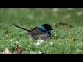 superb fairy wren