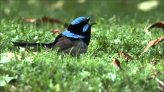 Superb Fairy Wren