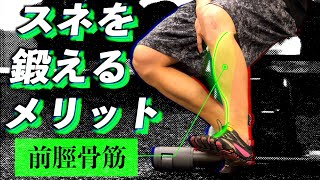 【筋トレ】前脛骨筋を鍛えるメリットとトレーニング方法