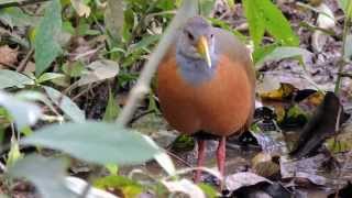 GRAY-NECKED WOOD-RAIL (ARAMIDES CAJANEUS), SARACURA-TRÊS-POTES, SARACURA-DO-BREJO.