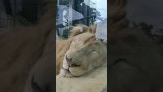 師走👀㉒ホワイトライオン・白獅子・セラムくん・沖縄こどもの国・・・White_Lion・Okinawa Zoo \u0026 Museum(20221229)