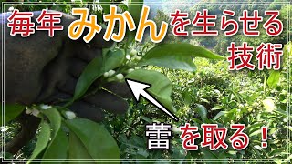 【実になる前に】毎年みかんを生らせる有効な作業【摘む！】