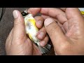 gouldian finch egg binding treatment 20221022