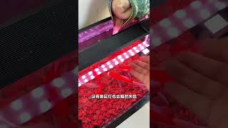 鱼缸造景再美，鱼长的再好看，没有鱼缸灯也会变的平淡无奇鱼缸灯 养鱼日记 水族 鱼缸造景 观赏鱼