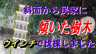 斜面から民家に傾いた樹木を伐採しました。