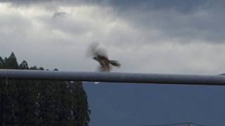 早朝に電線の上で鳴いている1羽のジョウビタキ --- Daurian redstart chirping on an electric wire early in the morning