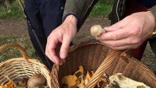 Mushrooms picking in Norfolk UK - Damian, James, Maciek 31.8.2014