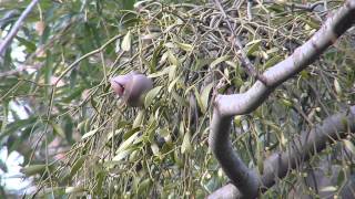 寄生木にヒレンジャク　Japanese Waxwings.