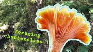 how to find the pacific golden chanterelle :-)