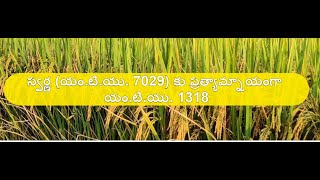 స్వర్ణ కు ప్రత్యామ్నాయంగా యం.టి.యు.1318 ||డా.జి.జోగినాయుడు ,పరిశోధన సహా సంచాలకులు, RARS, మారుటేరు.