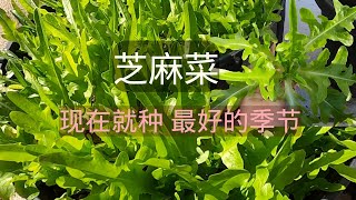 芝麻菜 现在是种芝麻菜最好的季节 种一次多次采收 可以花盆种植