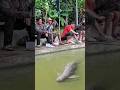 Lumba lumba masuk kedalam kolam pemancingan #fyp #fishing #shorts #animals #dolphin