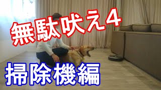 犬のしつけ【無駄吠え４】掃除機に吠えるわんちゃんのしつけ解決策　子犬の時から始めたロボットとステック掃除機に慣れさる方法