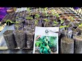 Papaya seed Germination,vnr Ameena seed grow with result