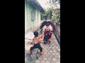 barongan cilik blora terbaru arvi mas al u0026 mas kaka kompak. shorts barongan shortsvideo