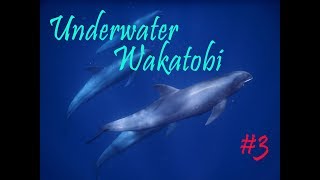 Wakatobi Dive Trip I Underwater 3