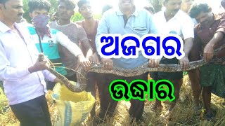 ଆହ୍ୱାନ ଟିଭି: କେନ୍ଦୁଝର- ଆନନ୍ଦପୁର ଅଙ୍ଗରୁଆ ଗ୍ରାମରୁ ବିରାଟ ଅଜଗର ଉଦ୍ଧାର