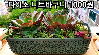 🔴다육이 다이소 화분 꿀팁 ☆다이소 니트 바구니1000원☆ 💖멋진 다육이화분 만들기💖 🎁리폼화분 Succulent plant 多肉植物 화분