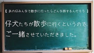 [大宮国際動物専門学校:Dogトレーナー学科]1年生がお散歩に行くというので、ご一緒させていただきました