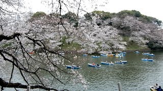 Chidorigafuchi Tokyo - 20190330