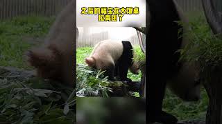 今早刚上班的福宝。#大熊猫福宝