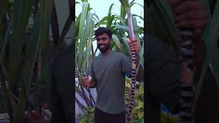 🎆மாடித்தோட்டத்தில் இவ்வளவு கரும்புகளா!!🪻 Sugarcane harvest in my terrace#shorts#ytshorts#viralshorts