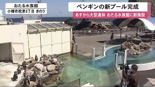 【ペンギン】おたる水族館に「しゃっけー！プール」完成…早くも人気集める \