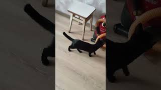 Недовольная кошечка Ласточка #catcorner #shortsvideo #оле7 #cat #cats #кот #кошка #котенок #кошечк